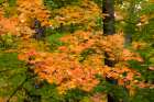USA, Michigan, Ottawa National Forest. Close-up of maple leaves in autumn. Art Print
